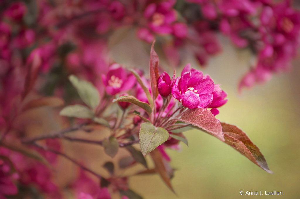 April Blossoms