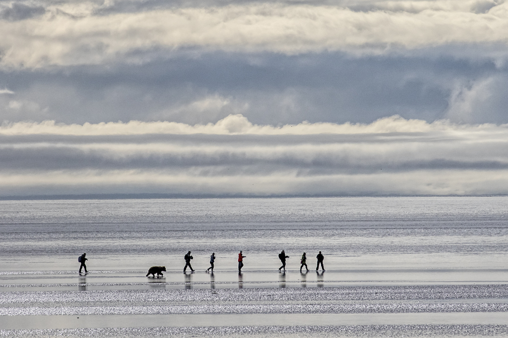 Walking the Bear   