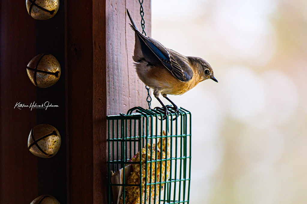 Mrs. Bluebird Is Hungry!