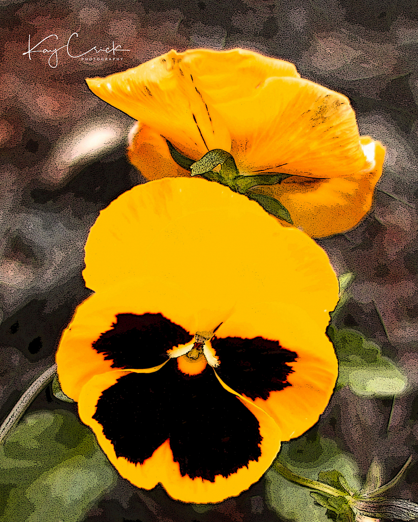 Pansy