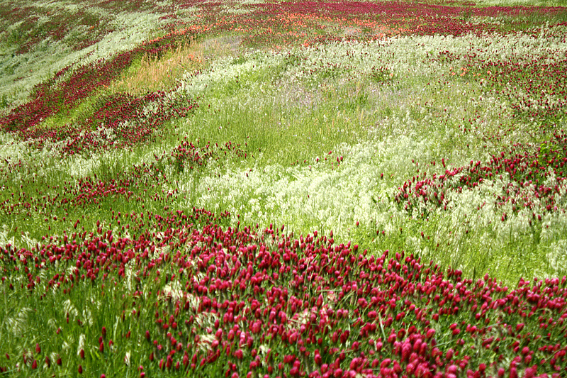 A Colorful Oklahoma Hillside