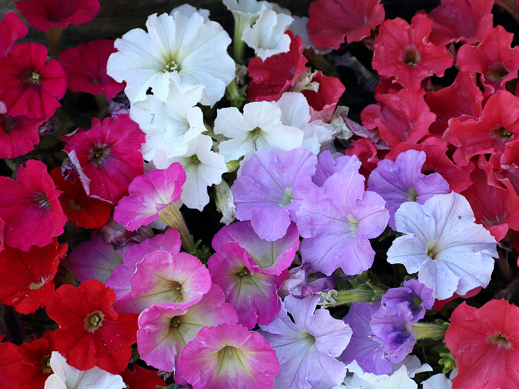 Colorful petunias