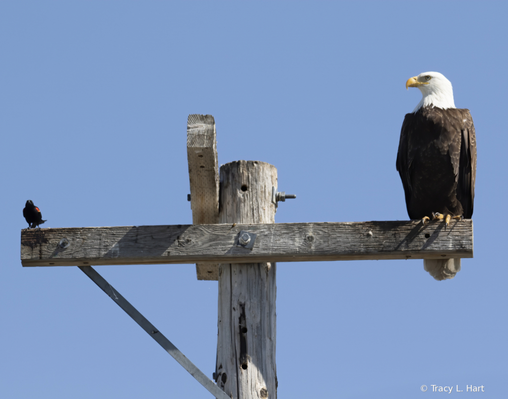 Bald Eagle and Red Wing Blackbird
