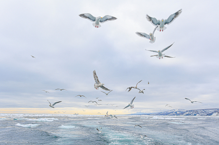 Seagulls Following Our Boat