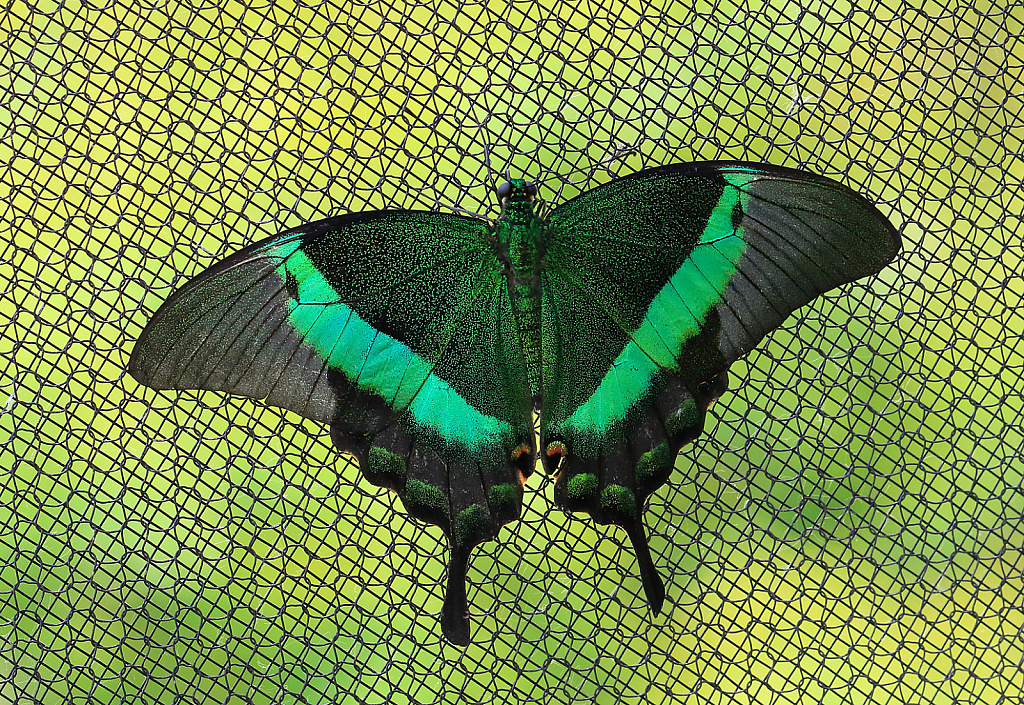 img4