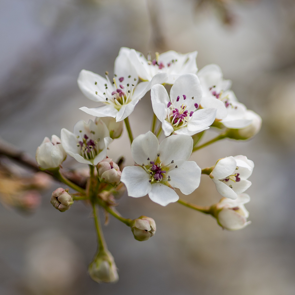 Spring Blooms