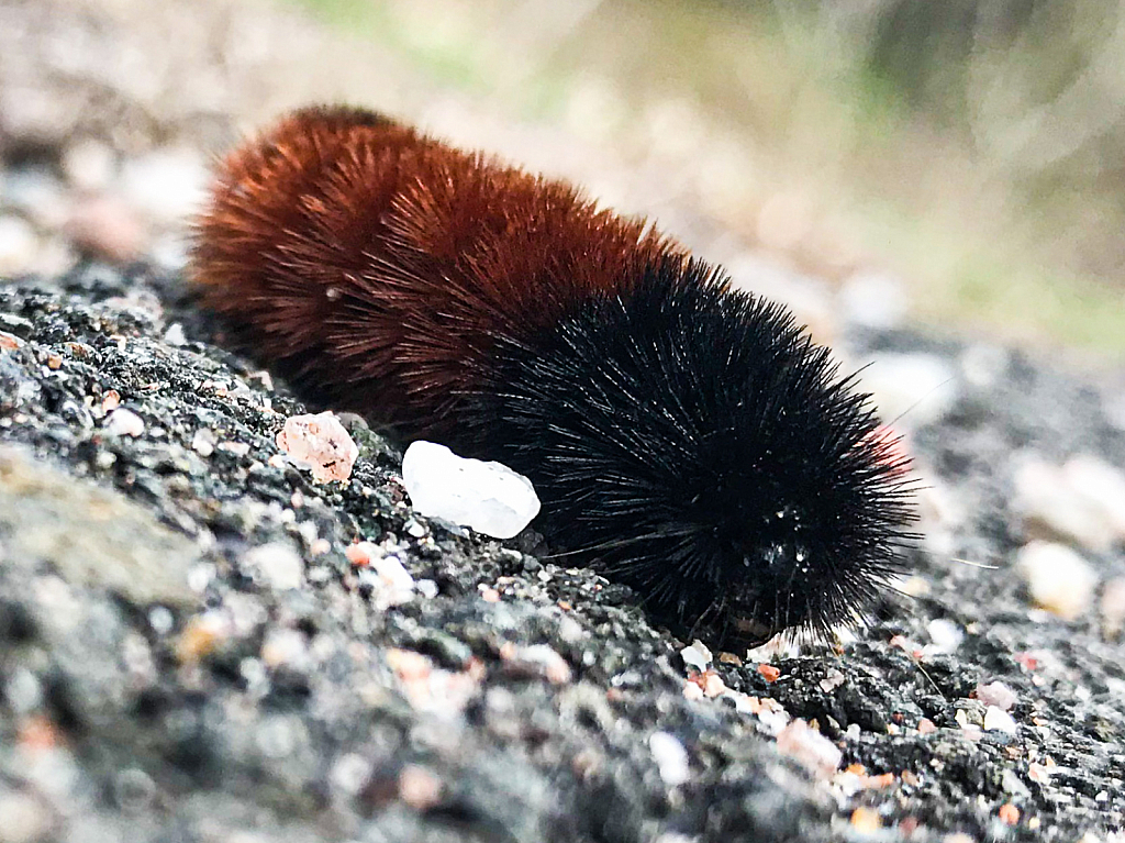 Woolley Bear Cutness! - ID: 15814227 © Kathleen Holcomb Johnson