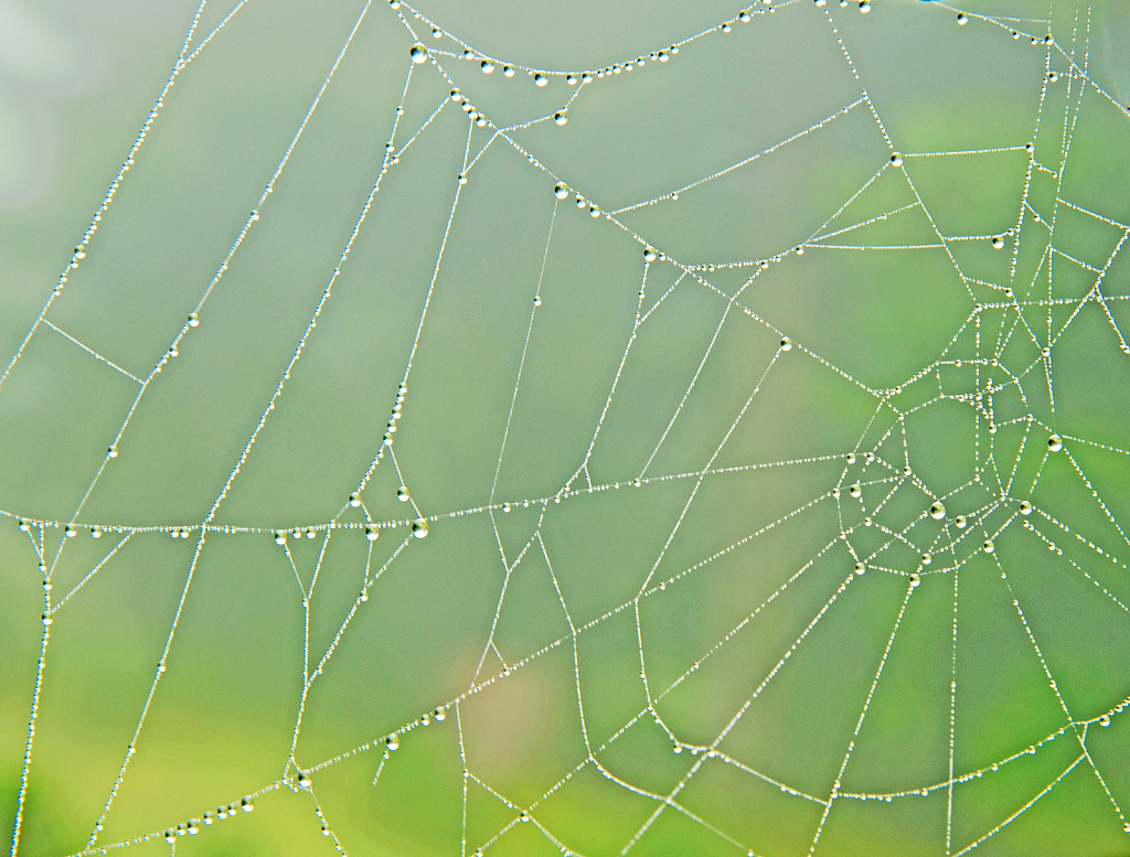 Spider web and dewdrops.
