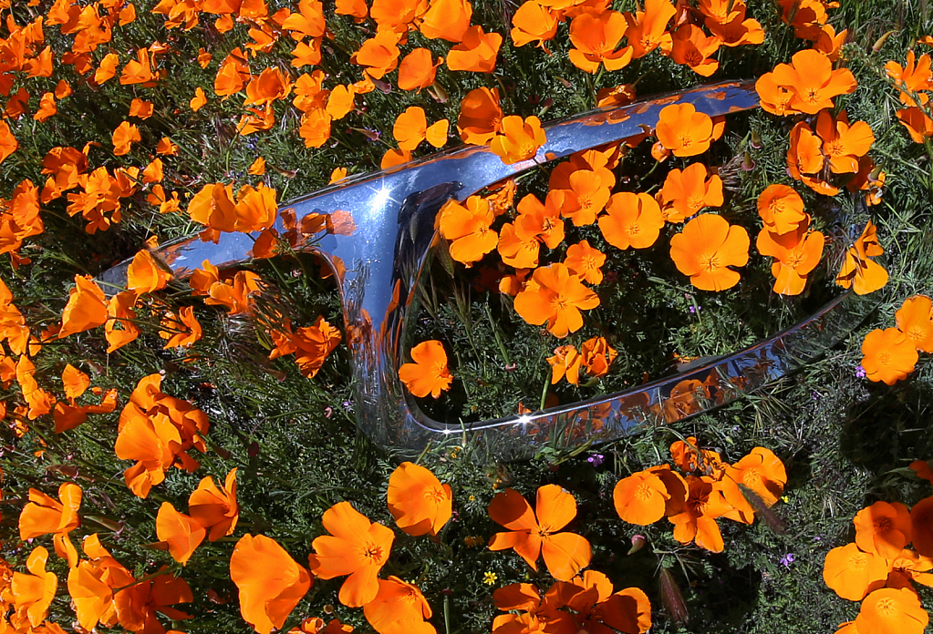 Chrome and Poppies