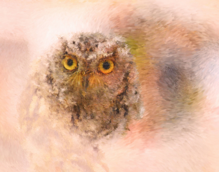 Owl Art