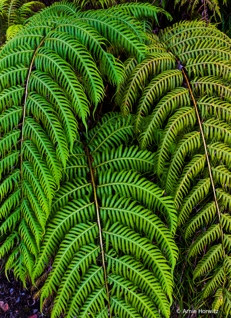 Three Ferns