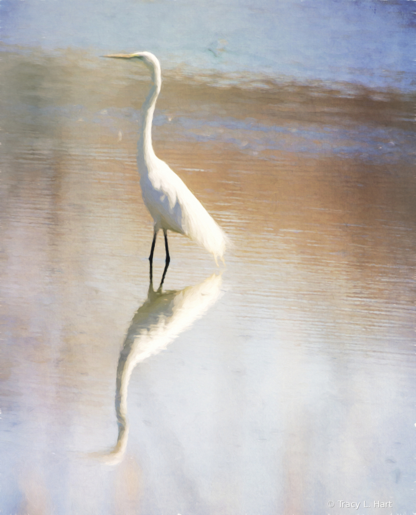 Painted Egret