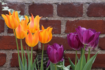 Tulips At The Wall