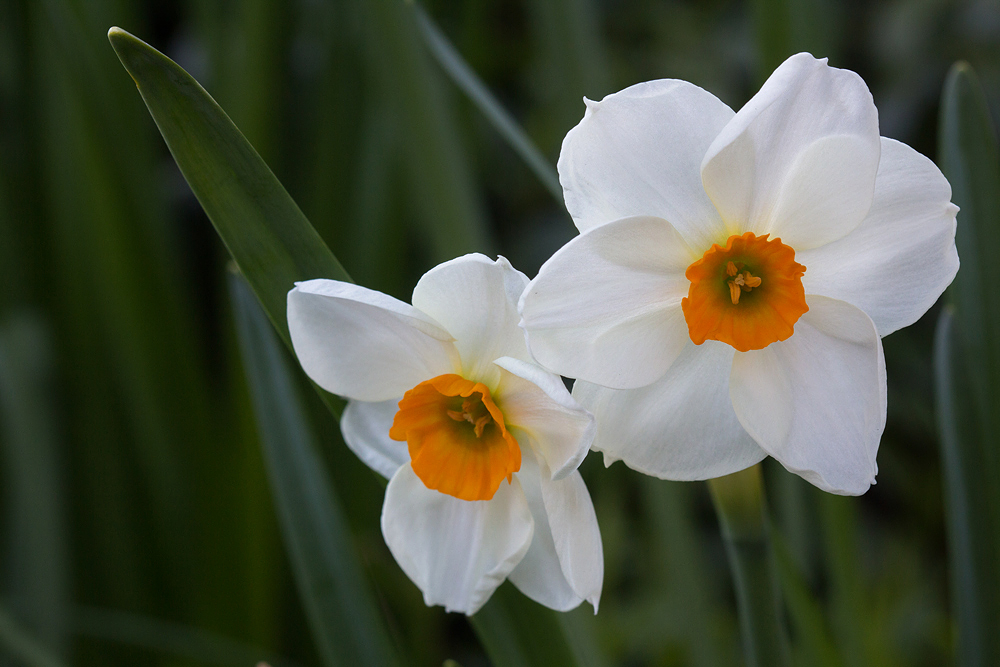 Daffodil Duo 