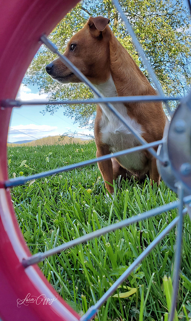 Green Green Grass At Home