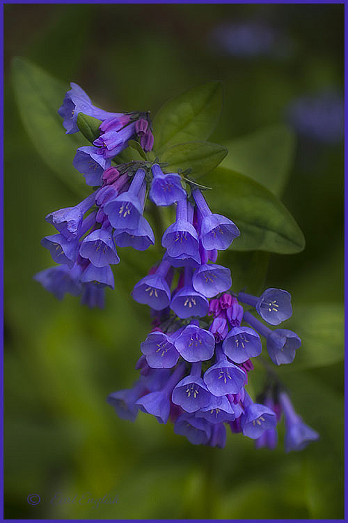 Blue bells - ID: 15814371 © Earl H. English