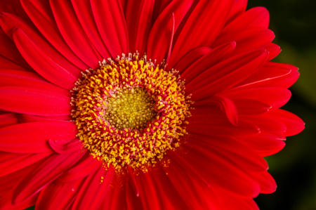 Gerbera