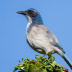 © Terry Korpela PhotoID# 15814298: California Scrub Jay