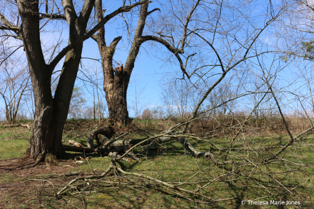 Wind Storm