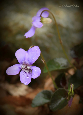 Dog Violet