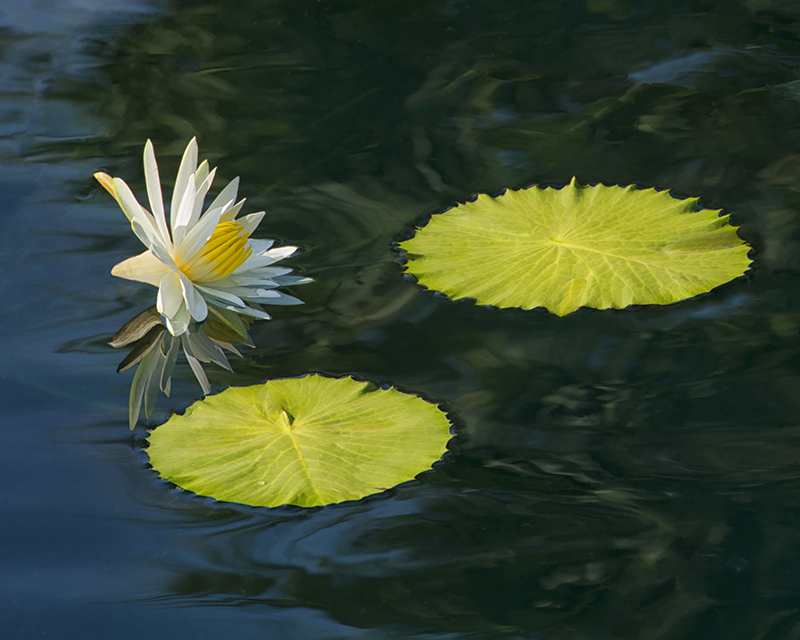 A-round the Pond