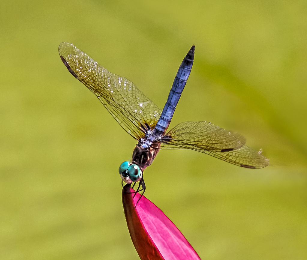 Dragonfly Resting  