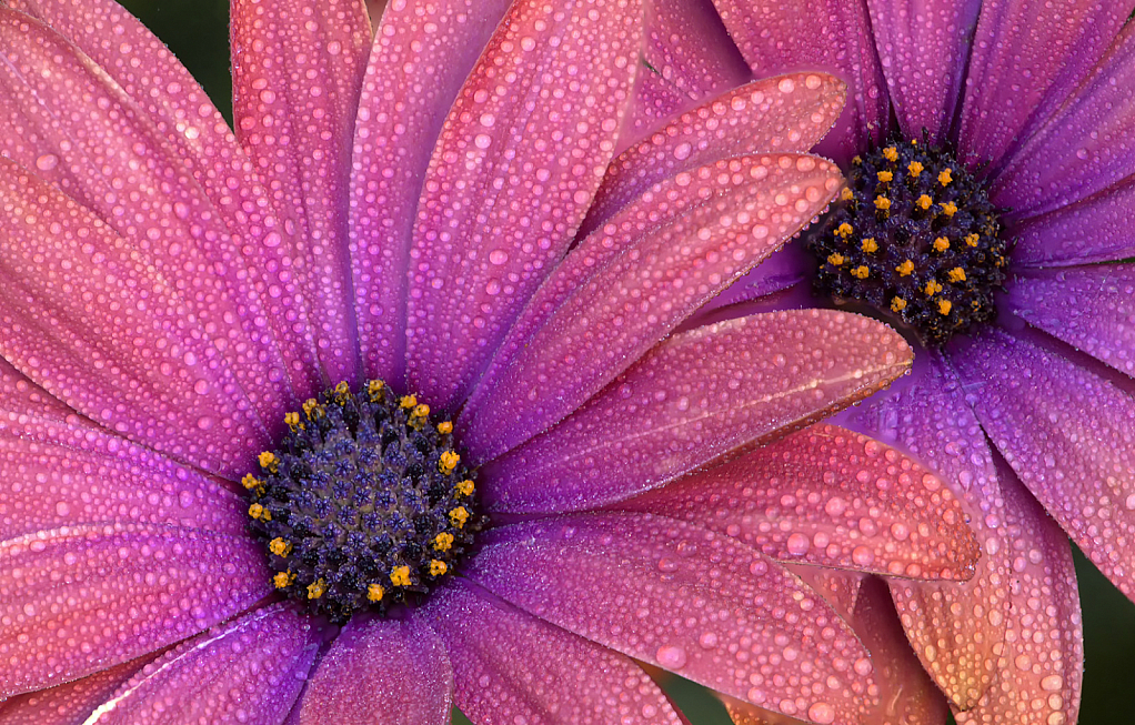 Dewy Daisies