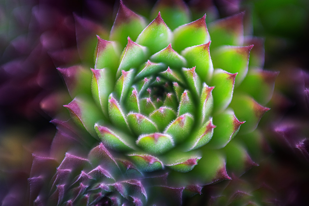 Succulent