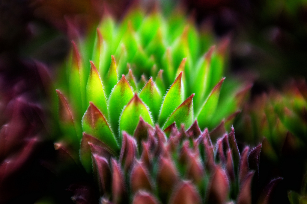 Bright Succulent