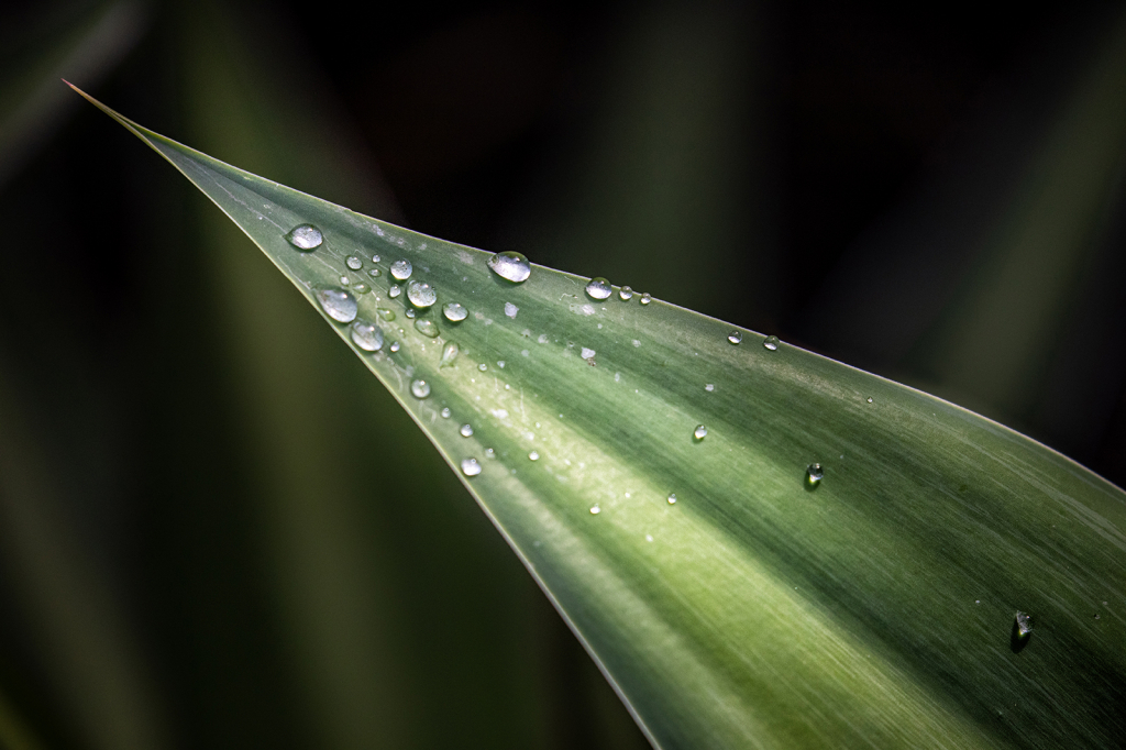 Morning Droplets