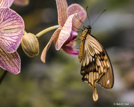 Orchid Lover