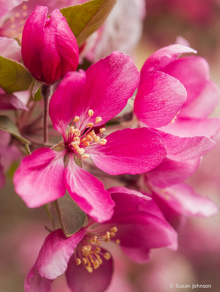 Crabapple Blossoms - ID: 15814737 © Susan Johnson