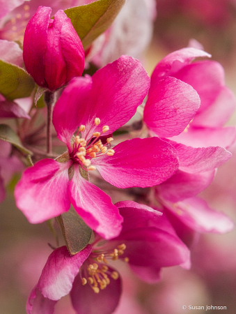 Crabapple Blossoms