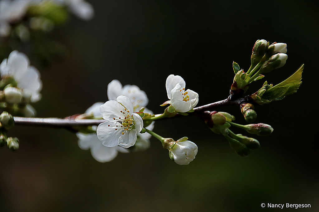 Cherry Blossoms