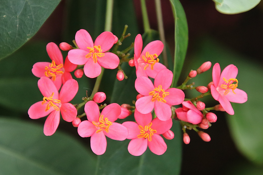 Pink Bunch