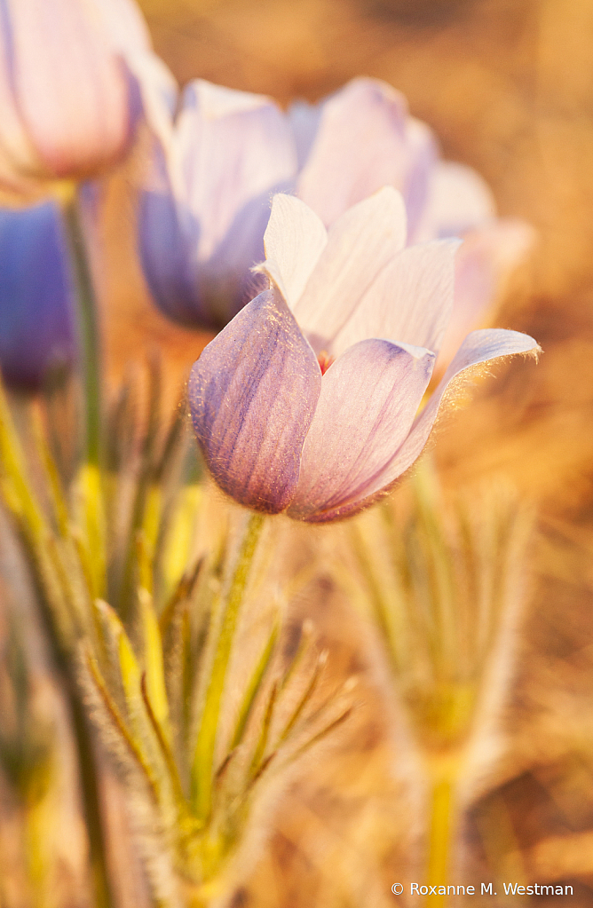 North Dakota wild crocus