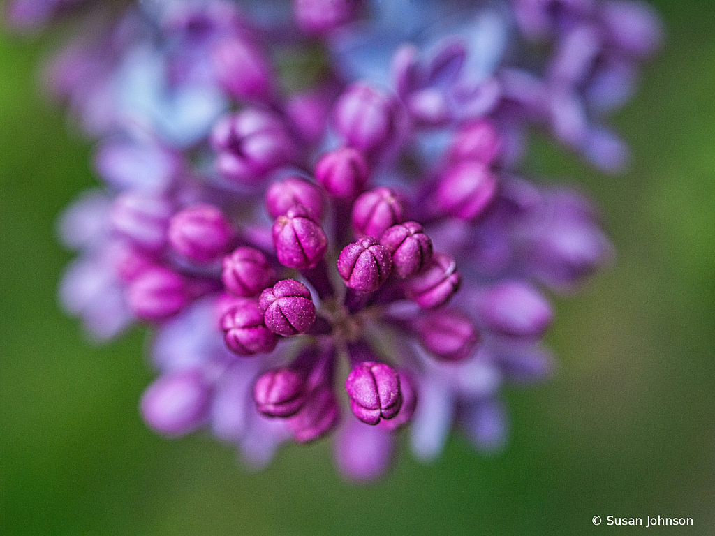 Lilac Buds