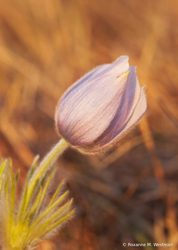 Simple wild crocus