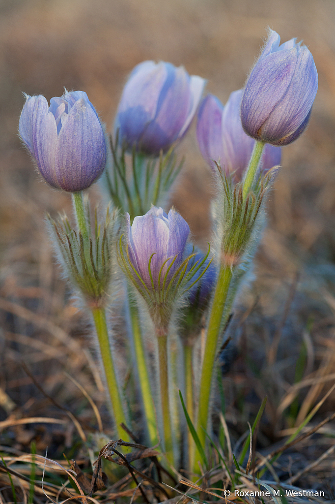 Crocus on the prairie