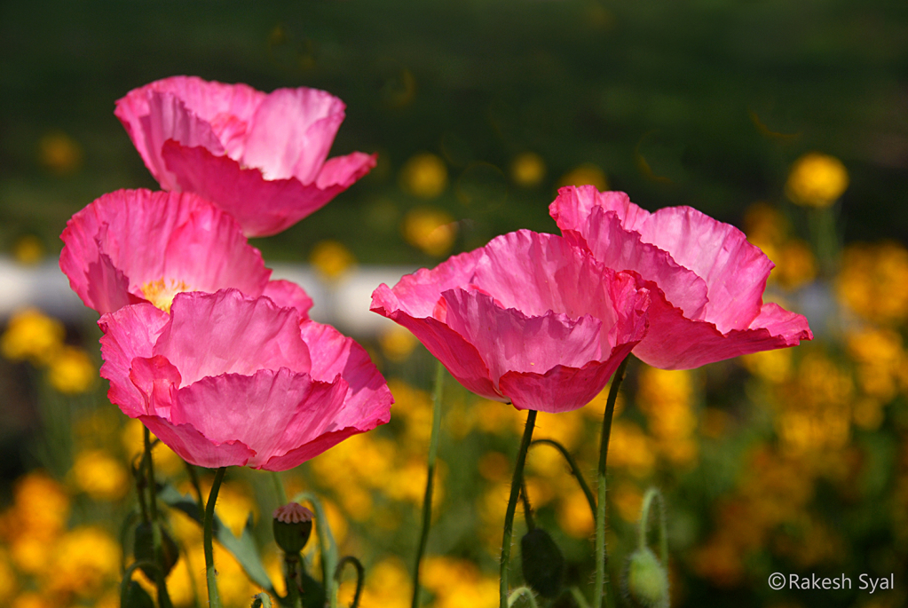 PINK POPPIES OF GOHANA