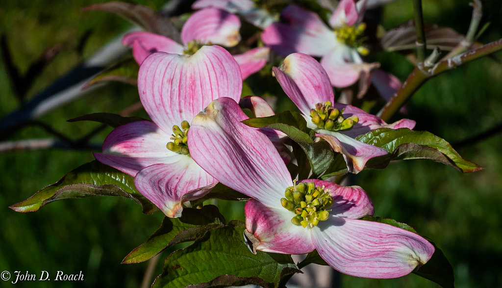 Dogwood