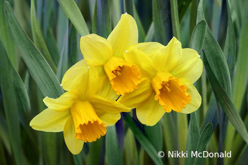 Yellow Daffodils