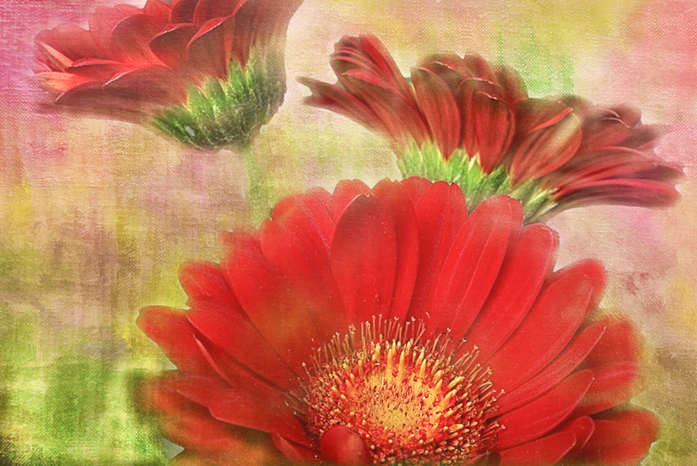 Painted Gerbera