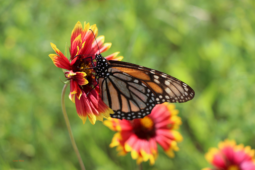 Texas Hill Country - Monarch Butterfly