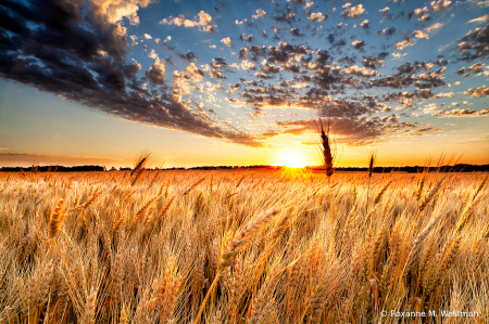 North Dakota wheat field and sunset