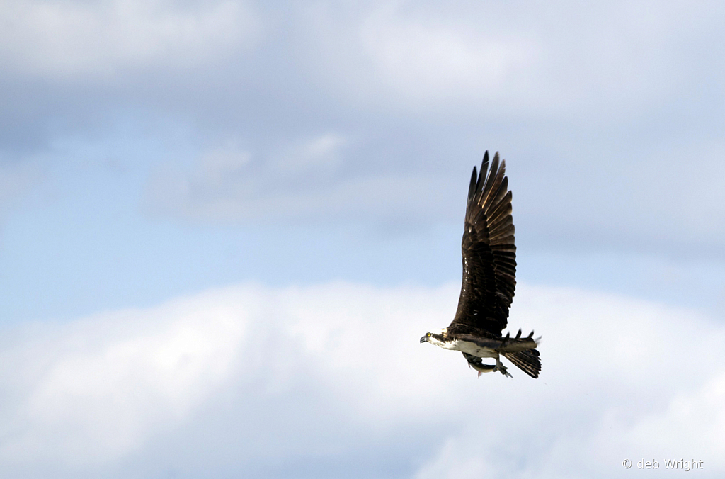 Ospery Flying Over Marsh - ID: 15814816 © deb Wright