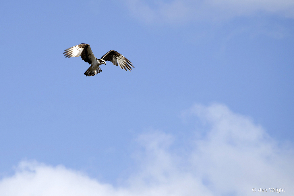 Ospery Preparing for Dive - ID: 15814817 © deb Wright