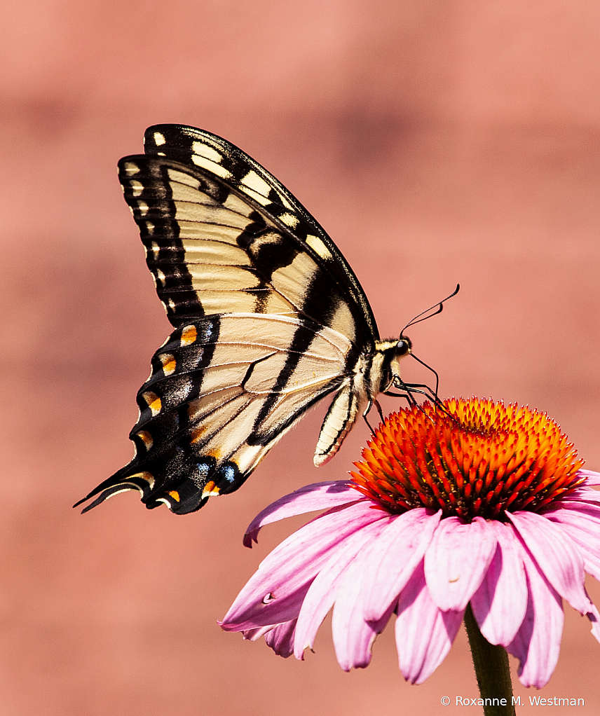 Swallowtail butterfly on coneflower - ID: 15814821 © Roxanne M. Westman