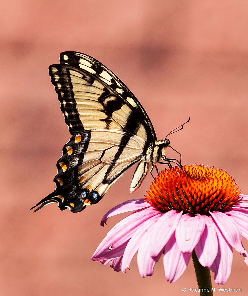 Swallowtail butterfly on coneflower