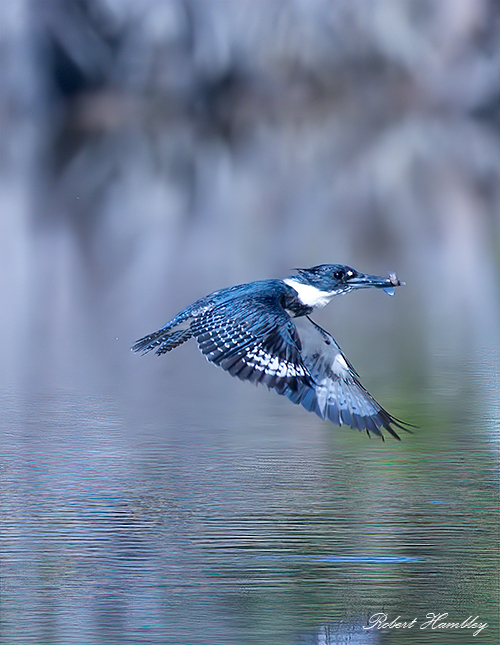 Kingfisher  - ID: 15814999 © Robert Hambley